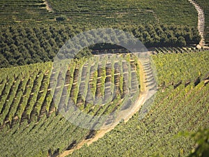 Green vineyards in Langhe Piedmont Italy