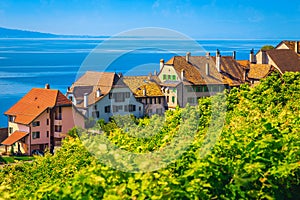 Green vineyards in Lavaux region with Rivaz village, Vaud, Switzerland