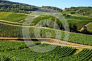 Green vineyards located on hills of  Jura French region ready to harvest and making red, white and special jaune wine, France