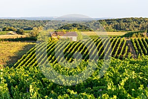 Green vineyards located on hills of  Jura French region ready to harvest and making red, white and special jaune wine, France