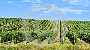 Green vineyards located on hills of  Jura French region ready to harvest and making red, white and special jaune wine, France