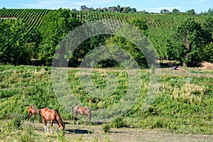 Green vineyards located on hills of  Jura French region ready to harvest and making red, white and special jaune wine, France