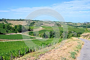 Green vineyards located on hills of  Jura French region ready to harvest and making red, white and special jaune wine, France