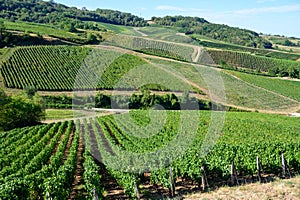 Green vineyards located on hills of  Jura French region ready to harvest and making red, white and special jaune wine, France