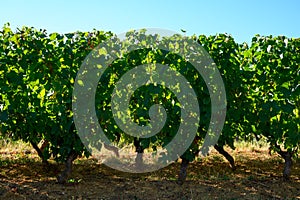 Green vineyards located on hills of  Jura French region ready to harvest and making red, white and special jaune wine, France