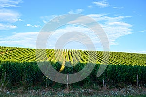 Green vineyards located on hills of  Jura French region ready to harvest and making red, white and special jaune wine, France