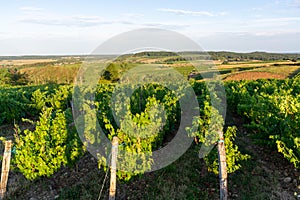 Green vineyards located on hills of  Jura French region ready to harvest and making red, white and special jaune wine, France