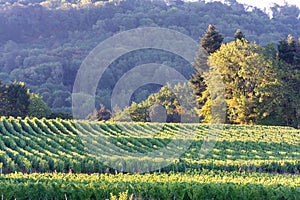 Green vineyards located on hills of  Jura French region ready to harvest and making red, white and special jaune wine, France