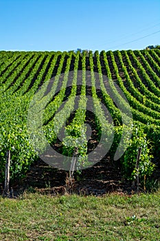 Green vineyards located on hills of  Jura French region ready to harvest and making red, white and special jaune wine, France