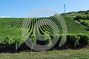 Green vineyards located on hills of  Jura French region ready to harvest and making red, white and special jaune wine, France