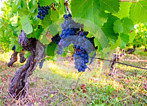 Green vineyards located on hills of  Jura French region, red pinot noir, poulsard or trousseau grapes ready to harvest and making