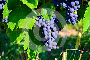 Green vineyards located on hills of  Jura French region, red pinot noir, poulsard or trousseau grapes ready to harvest and making