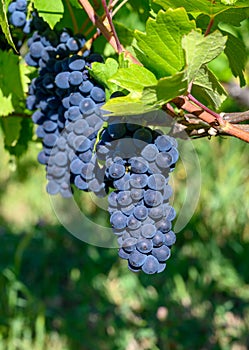 Green vineyards located on hills of  Jura French region, red pinot noir, poulsard or trousseau grapes ready to harvest and making