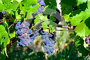 Green vineyards located on hills of  Jura French region, red pinot noir, poulsard or trousseau grapes ready to harvest and making