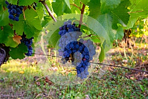 Green vineyards located on hills of  Jura French region, red pinot noir, poulsard or trousseau grapes ready to harvest and making