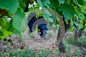 Green vineyards located on hills of  Jura French region, red pinot noir, poulsard or trousseau grapes ready to harvest and making