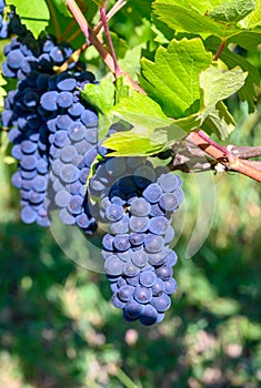 Green vineyards located on hills of  Jura French region, red pinot noir, poulsard or trousseau grapes ready to harvest and making