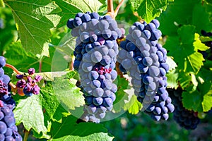 Green vineyards located on hills of  Jura French region, red pinot noir, poulsard or trousseau grapes ready to harvest and making