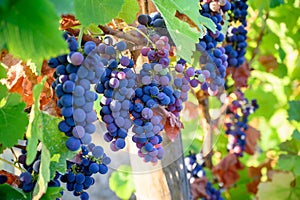 Green vineyards located on hills of  Jura French region, red pinot noir, poulsard or trousseau grapes ready to harvest and making