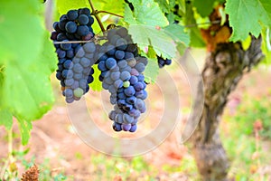 Green vineyards located on hills of  Jura French region, red pinot noir, poulsard or trousseau grapes ready to harvest and making