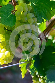 Green vineyards located on hills of  Jura French region, white savagnin grapes ready to harvest and making white and special jaune