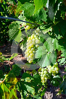 Green vineyards located on hills of  Jura French region, white savagnin grapes ready to harvest and making white and special jaune