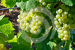 Green vineyards located on hills of  Jura French region, white savagnin grapes ready to harvest and making white and special jaune