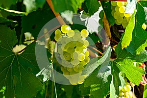 Green vineyards located on hills of  Jura French region, white savagnin grapes ready to harvest and making white and special jaune