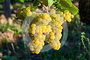 Green vineyards located on hills of  Jura French region, white savagnin grapes ready to harvest and making white and special jaune