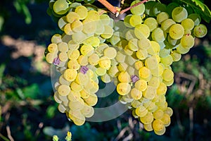 Green vineyards located on hills of  Jura French region, white savagnin grapes ready to harvest and making white and special jaune