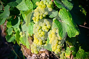 Green vineyards located on hills of  Jura French region, white savagnin grapes ready to harvest and making white and special jaune
