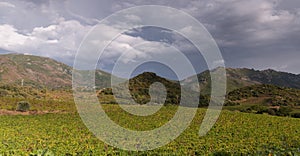 Vineyards of Patrimonio, wine producing area of Corsica, France. photo