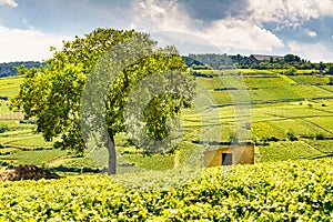 Green vineyards. Pommard wine region, France