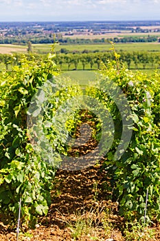 Green vineyards. Pommard wine region, France photo