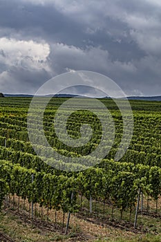 green vineyards rows