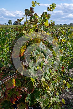 Views of wine domain or chateau in Haut-Medoc red wine making region, Margaux village, Bordeaux, left bank of Gironde Estuary,