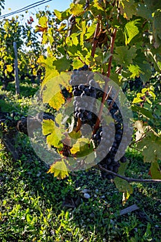 Verde vinedos líneas de un grano de vino variedad de vinedos en a la izquierda Banco de 