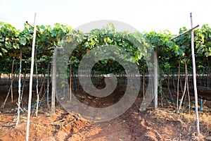 Green vineyards in Thailand, Grape farm