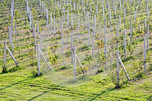 Green vineyards in Thailand, Grape farm