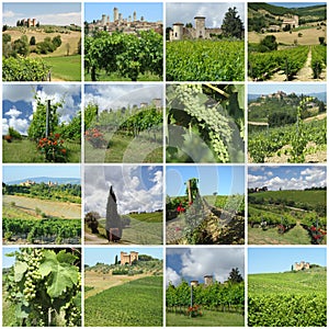 Green vineyards in tuscan countryside