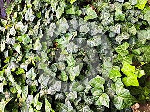 Green viny ivy