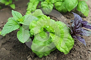 Green and violet basil on a kitchen garden