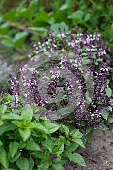 Green and violet basil plants in blossom. Basil blooms in the garden. Growing fresh spices. Aromatic herbs. Ocimum