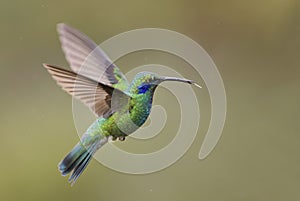 Green Violet-ear - Colibri thalassinus