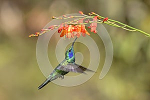 Green Violet-ear - Colibri thalassinus