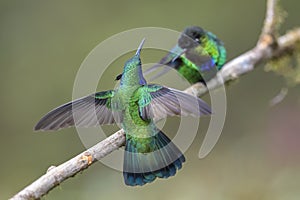 Green Violet-ear - Colibri thalassinus photo