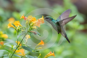 Green Violet-ear - Colibri thalassinus photo