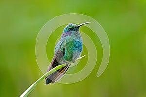 Green Violet-ear, Colibri thalassinus, green and blue hummingbird with green forest flower in background, nature habitat, tropic f photo