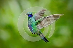 Green Violet-ear, Colibri thalassinus, green hummingbird flying in the nature tropic forest habitat, Savegre, Costa Rica photo