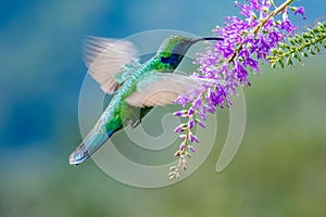Green Violet-ear Colibri thalassinus hummingbird in flight isolated